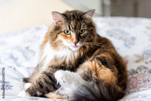 Maine Coon Cat Grooming