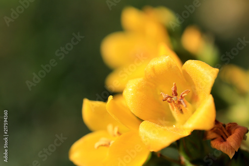 summer outdoor backgrounds summer scene two yellow flower buds with five petals summer outdoor background background summer outdoor backgrounds summer scene two yellow flower buds with five petals summer outdoor background background