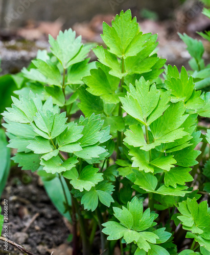 Young Lovage plant (Levisticum officinale) © irottlaender