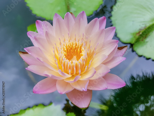 Beautiful Pink Water Lily Flower With Yellow Pollen On White Beautiful Pink Water Lily Flower With Yellow Pollen On White Background
