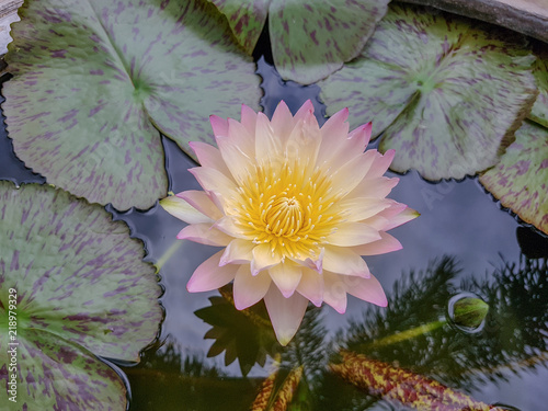 Beautiful Water Lily Flower With Yellow Pollen On White Background Beautiful Water Lily Flower With Yellow Pollen On White Background