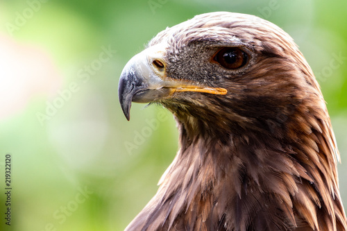 Male Golden Eagle Buy Photos Ap Images Detailview