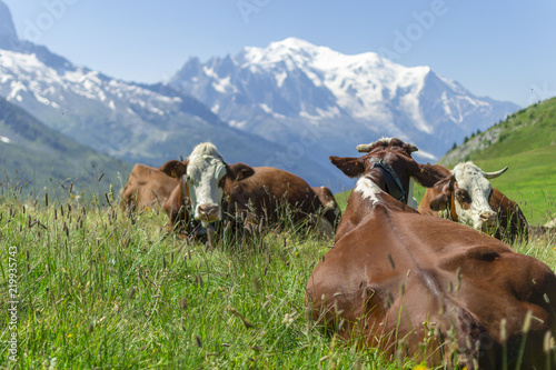 Alpages (Mont Blanc) © DAUGY