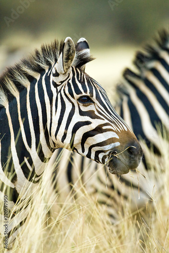 wild-african-zebra-standing-in-tall-grass