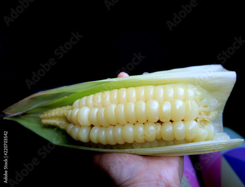 A hand holding boiled Choclo, the large kernel Peruvian corn or Cuzco corn, popular snack in Cuzco region of Peru, South America