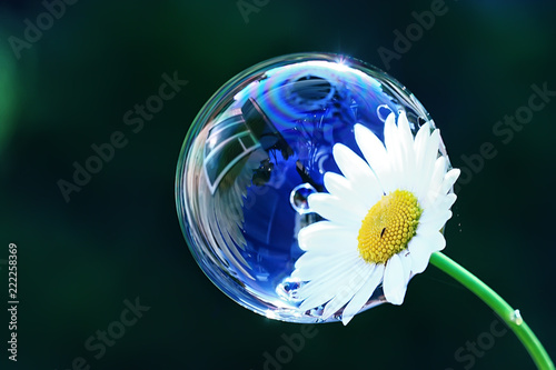 soap bubble petal / concept nature air purity, air bubble on a flower petal