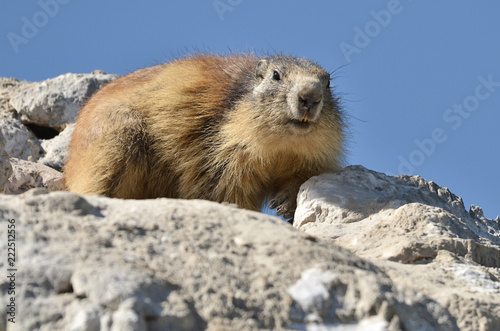 Closeup Alpine marmot (Marmota marmota) on rock on blue sky background, in the French Alps, Savoie department at La Plagne © Christian Musat