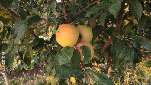 maduras en zamora
