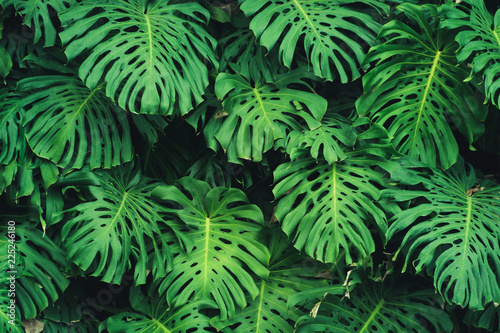 monstera-philodendron-leaves-plant-pattern