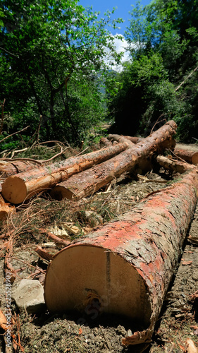 Nos forêts savoyardes ont des ressources ! © ursule