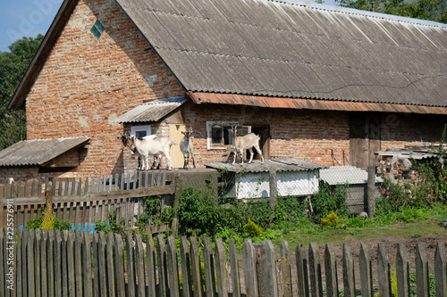 Ukraina, wieś - kozy przy gospodarstwie © Iwona