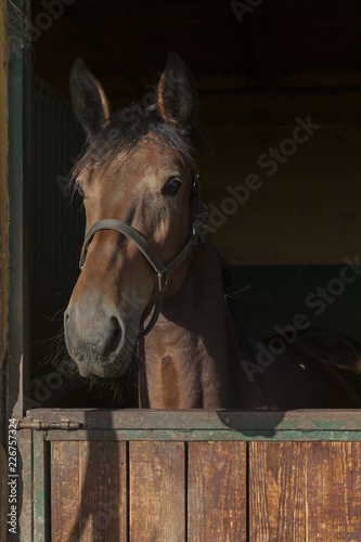 portrait of a horse in the stable © srki66
