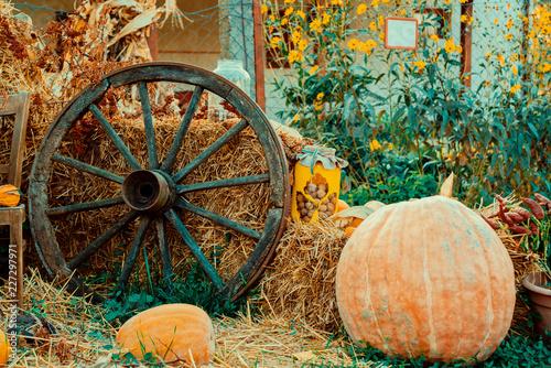 Autumn vintage decor with pumpkins © Creaturart