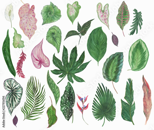 colorful-floral-collection-with-tropical-leaves-and-beautiful-flowers-drawing-watercolor-design-for-invitation-wedding-or-greeting-cards
