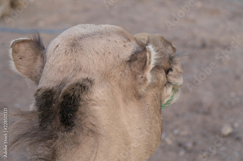 Camel and dromedary in the desert © BMDstudio
