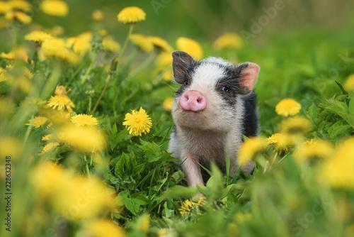 Mini pig walking on the field with dandelions © Grigorita Ko