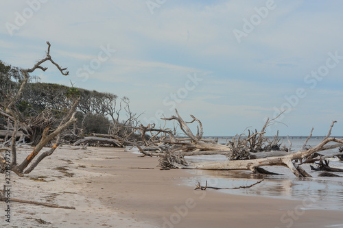 Driftwood Beach Talbot Island State Park Duval County Atlantic Driftwood Beach Talbot Island State Park Duval County Atlantic Ocean Florida