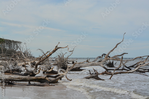 Driftwood Beach Talbot Island State Park Duval County Atlantic Driftwood Beach Talbot Island State Park Duval County Atlantic Ocean Florida