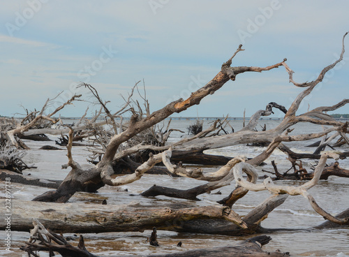 Driftwood Beach Talbot Island State Park Duval County Atlantic Driftwood Beach Talbot Island State Park Duval County Atlantic Ocean Florida