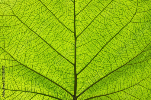 Extreme close up texture of green leaf veins © breakingthewalls