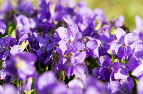 violets flowers blooming © ksena32