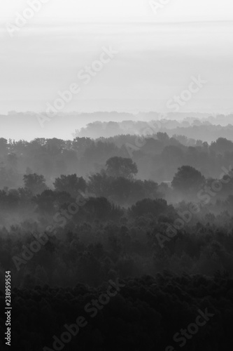 Mystical View On Forest Under Haze At Early Morning Eerie