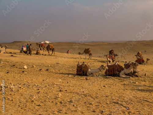 Group of camels with some Egyptians in the Sahara desert outside Cairo © Alden