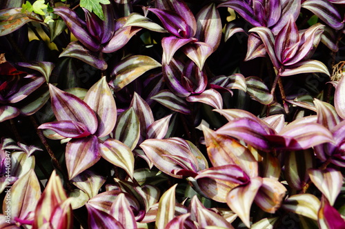 Purple leaf background. Tradescantia © MaZi