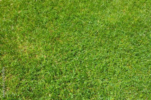 Green grass / herbe verte © Brad Pict