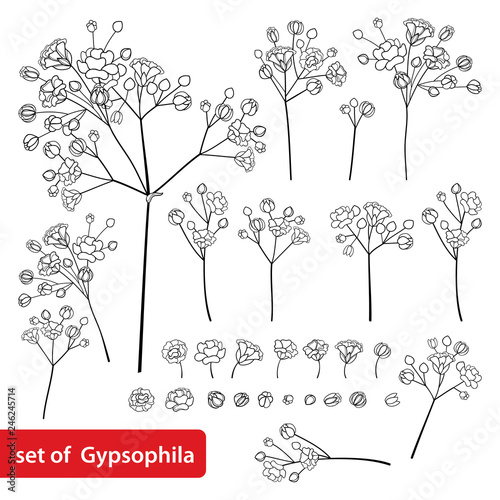 Vector set with outline Gypsophila or Baby's breath branch, bud and delicate flower in black