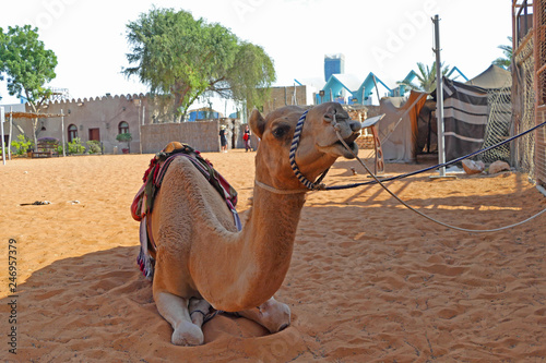 A Camel sitting on sand in shadow of beduin camp © Milan