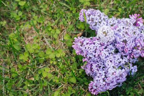 a branch of lilac on the grass © Вероника Преображенс