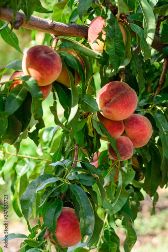 Ripe, juicy peaches in the garden © muravin