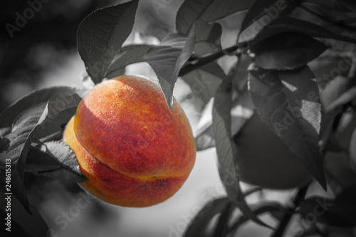close up peach © rommma