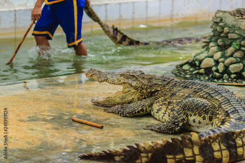 Nakhon Pathom, Thailand - May 18, 2017: Risky crocodile shows at Samphran Crocodile Farm, one of the most impressive public crocodile shows in the world.