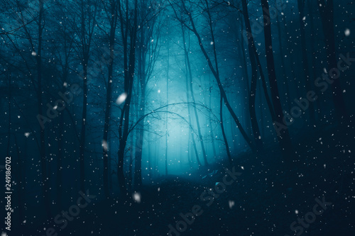 Mystical dark blue foggy forest with snowflakes. © robsonphoto