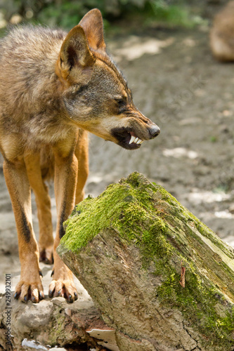 Iberischer Wolf (Canis lupus signatus) © Jearu