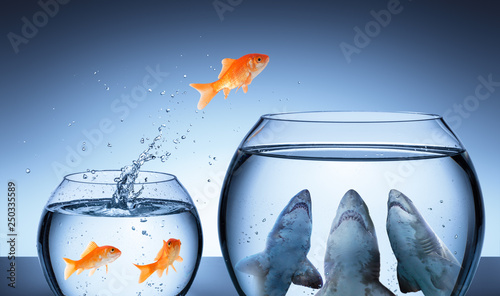 Shark Trap - Business Risk Concept - Goldfish Jumping In Shark Tank