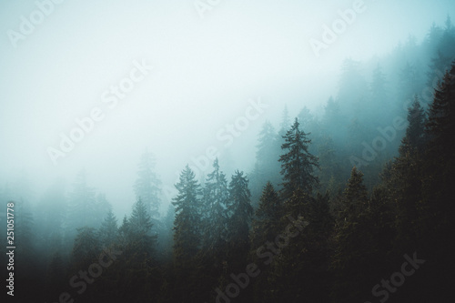 Nebel im Schwarzwald © Pascal