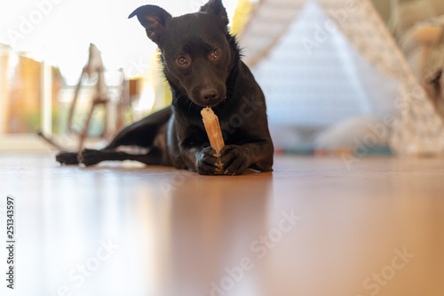 little black puppy dog chewing on a bone © Vincent Scherer 