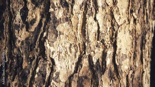 Image Of Texture A Tree Trunk Photos Ap Images Detailview Image Of Texture A Tree Trunk