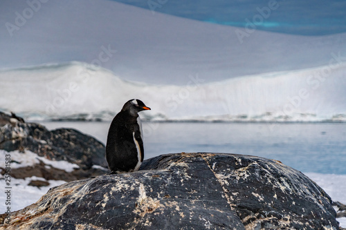 Penguins in Antarctica © nickolya