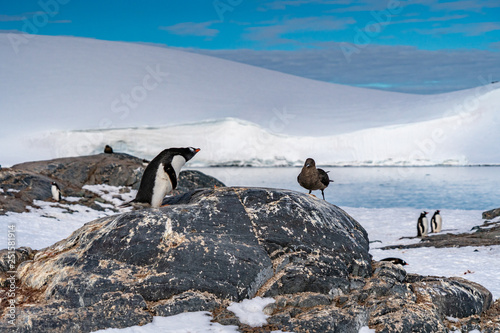 Penguins against seagull in Antarctica © nickolya