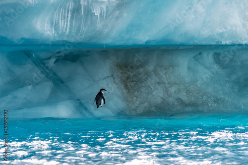 Penguin in Antarctica © nickolya