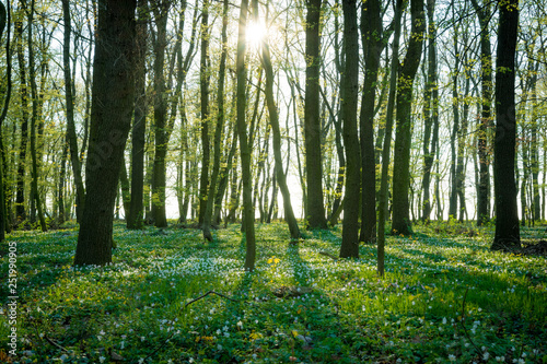 Die Sonne scheint in einen Wald im Frühling © kentauros