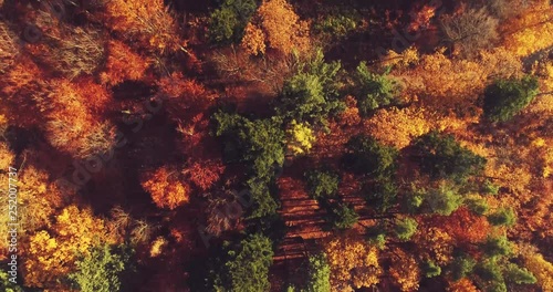 Aerial view of autumn forest and city © Photocreo Bednarek