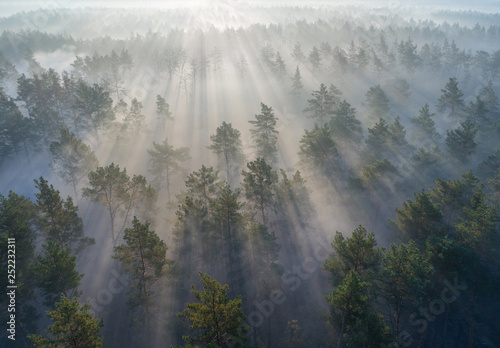 Aerial shot of foggy forest at sunrise. Flying over pine trees early in the morning. © silver-john