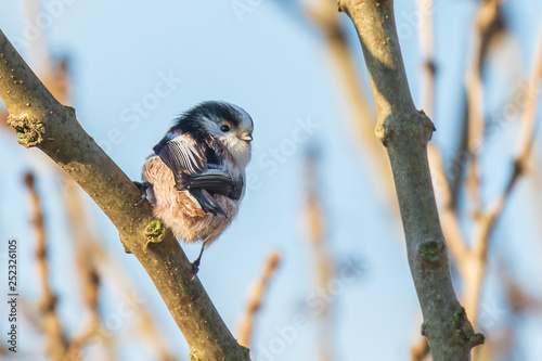 Closeup of a long-tailed tit or long-tailed bushtit, Aegithalos caudatus, bird foraging in a forest © Sander Meertins