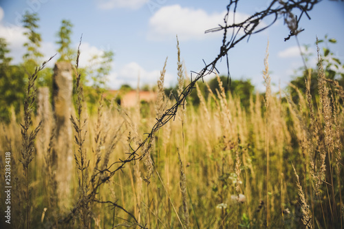 Barbed wire on the natural background. Old prison fence. Dry spikelets of the high grass are growing in the autumn field. Herbs of wheat.