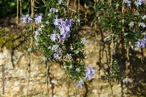 Rosemary plant with purple flowers in a garden during spring © oceane2508